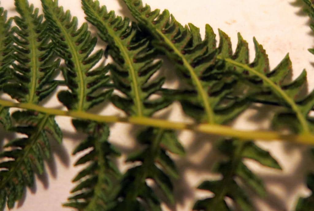 Imagen de Dryopteris