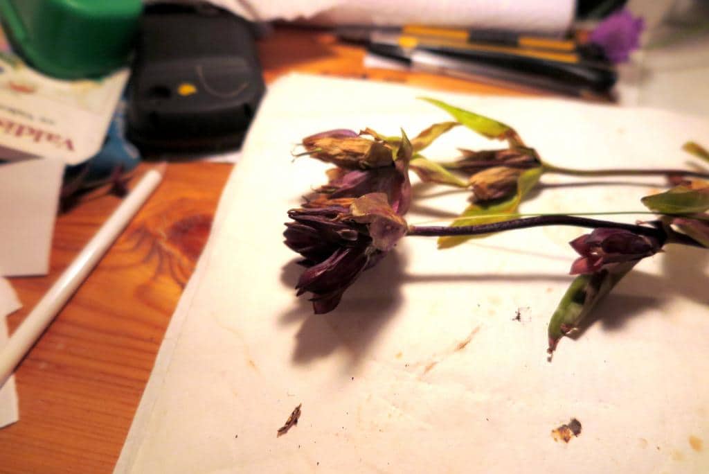 Imagen de Gentiana purpurea L.