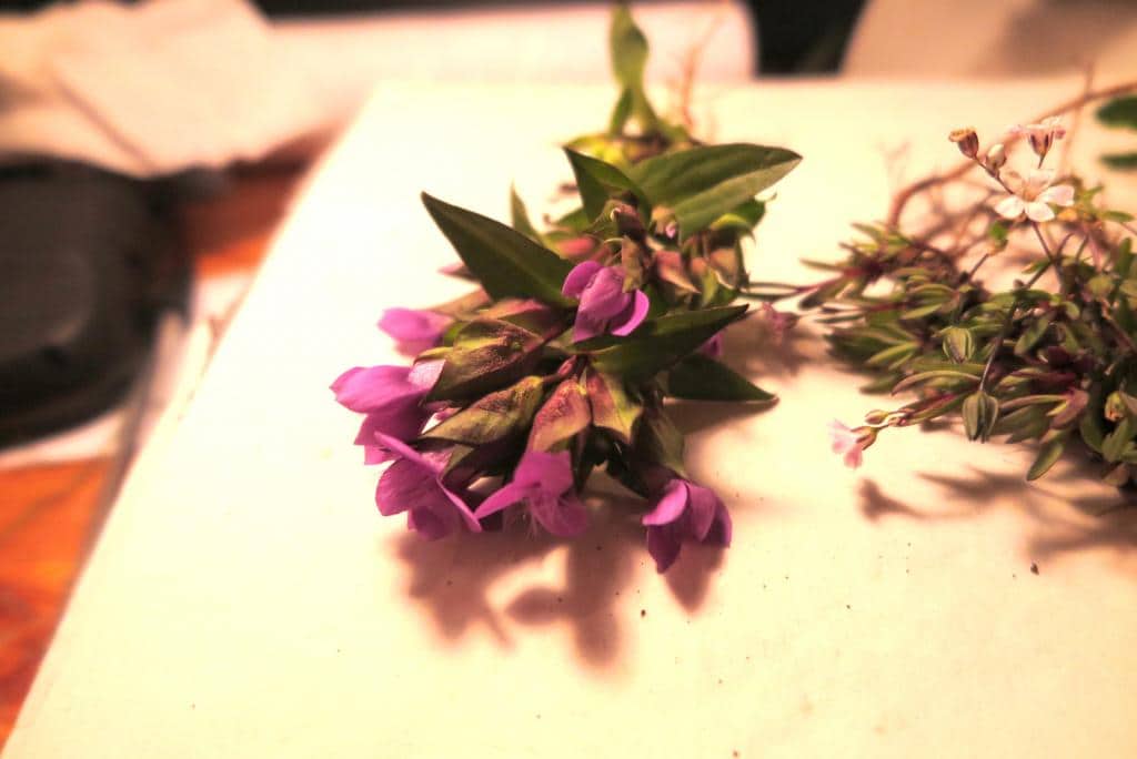 Imagen de Gentianella germanica (Willd.) Börner )