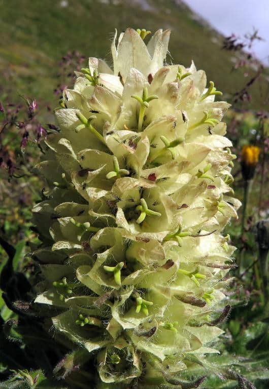 Imagen de Campanula thyrsoides L.