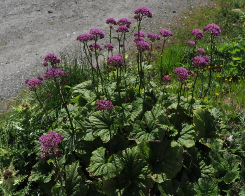 Imagen de Adenostyles alliarae (Gouan) A. Kern