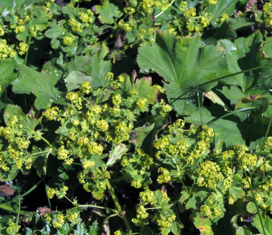 Imagen de Alchemilla grex xanthochlora