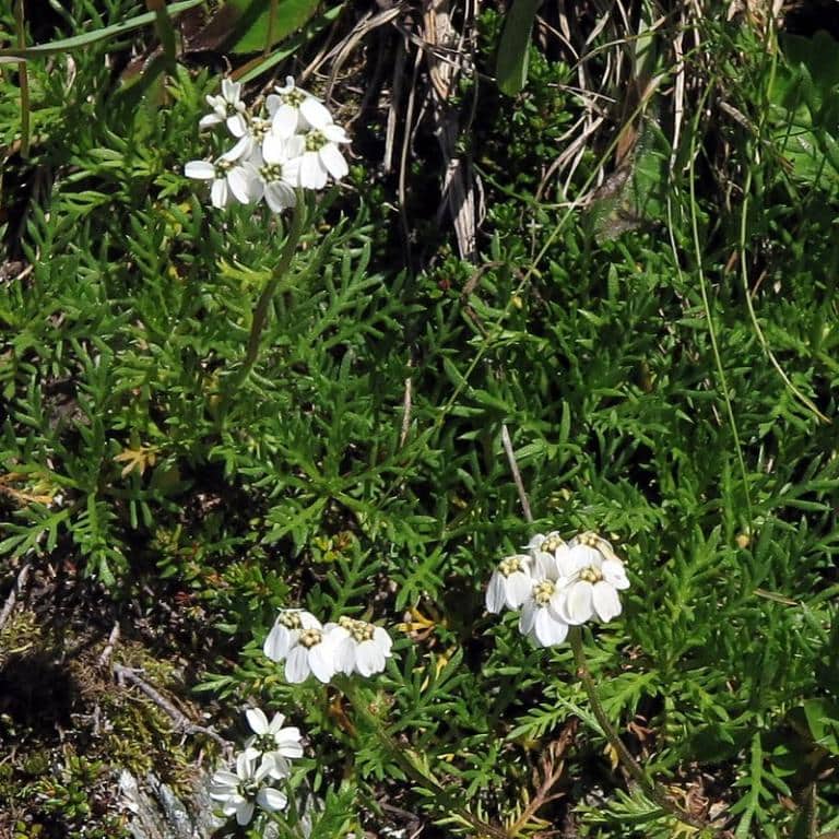 Imagen de Achillea moschata Jacq.