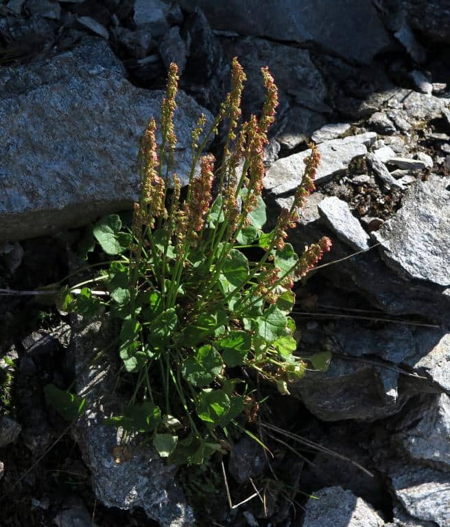 Imagen de Oxyria digyna (L.) Hill.