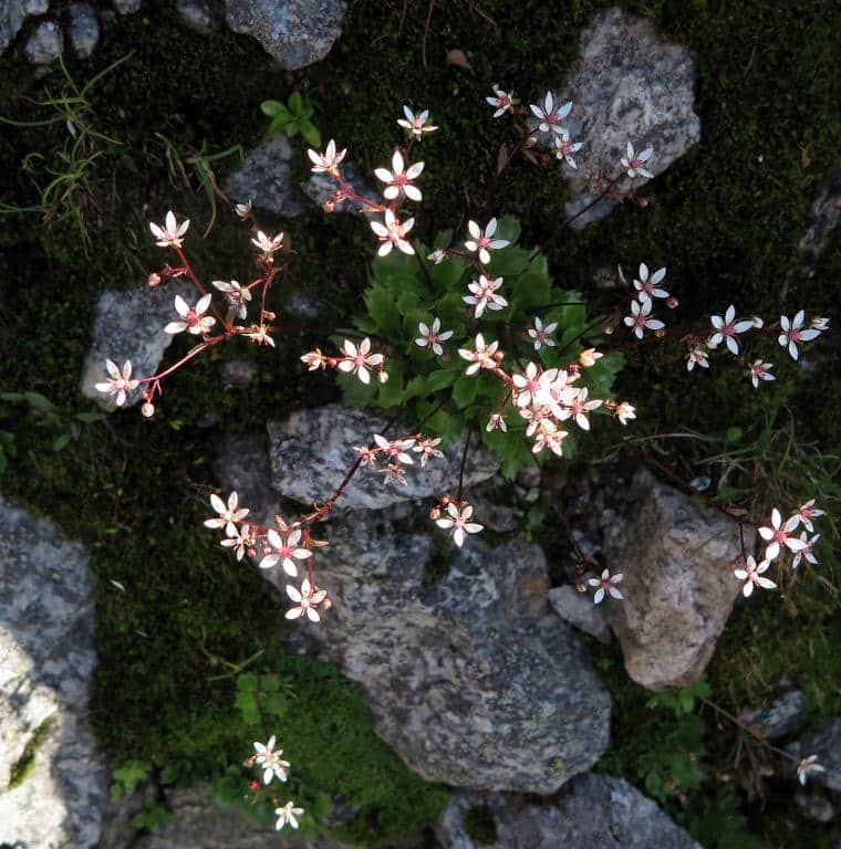 Imagen de Saxifraga stellaris L.