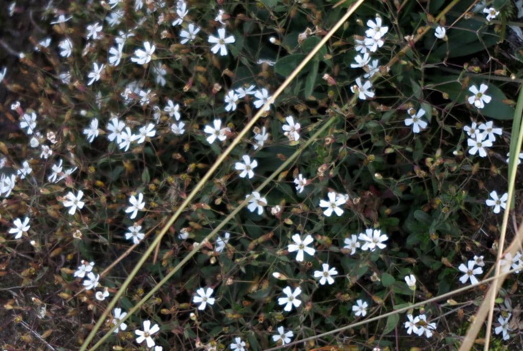 Imagen de Gypsophila repens L.
