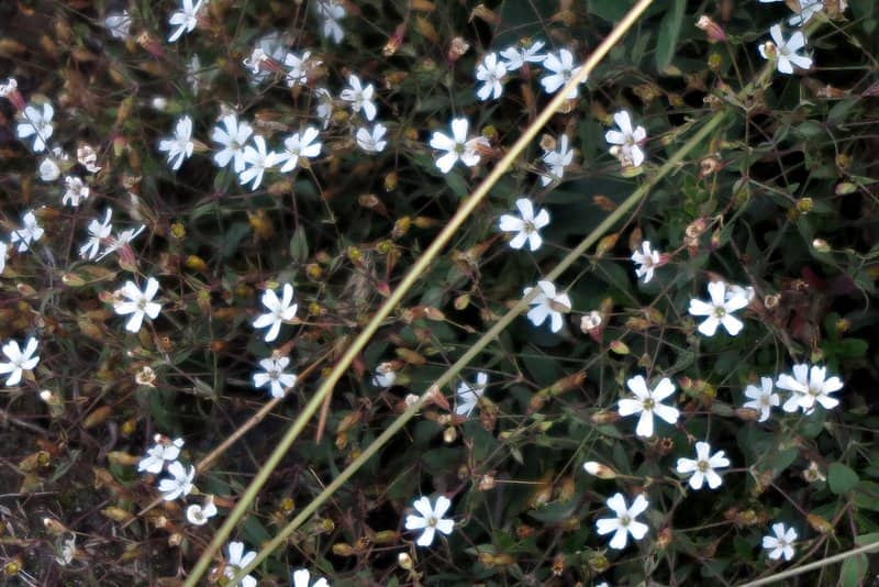 Imagen de Gypsophila repens L.