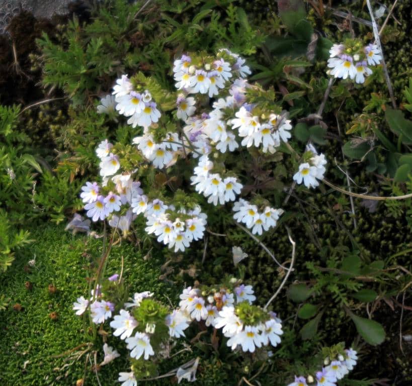 Imagen de Euphrasia