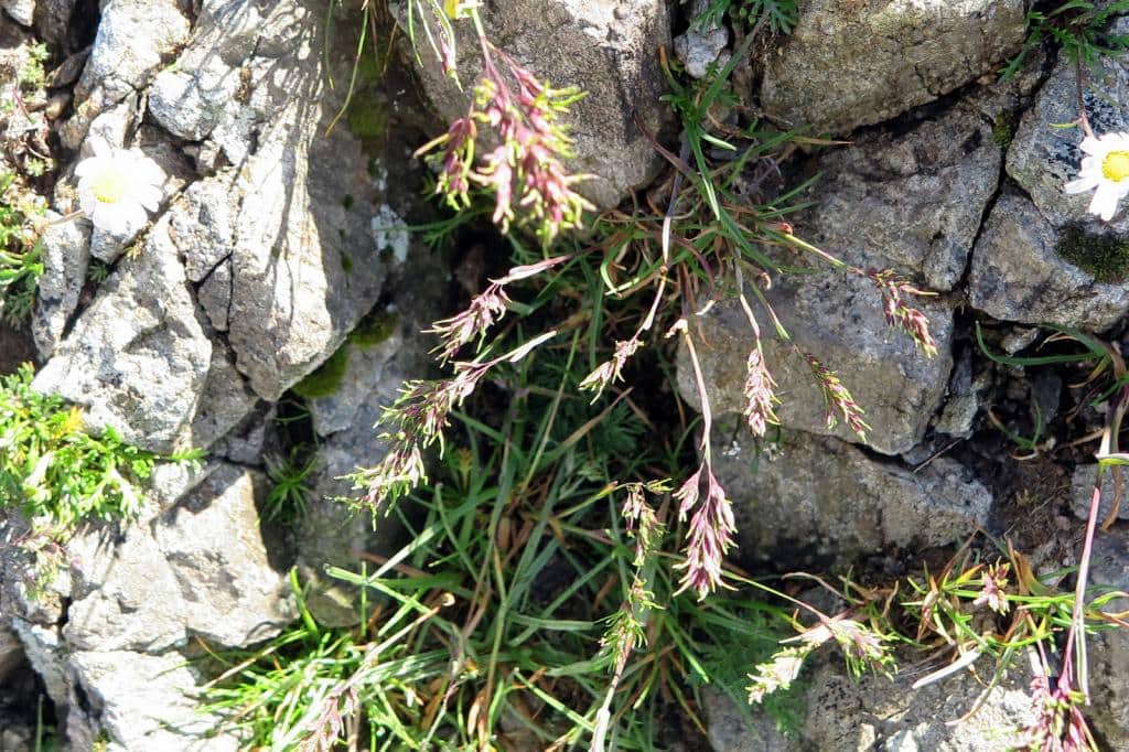 Imagen de Poa bulbosa (L.) subsp vivipara (Koeler) Arcang.