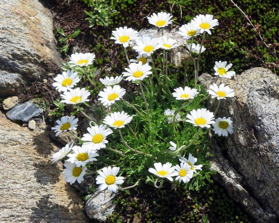 Imagen de Leucanthemum halleri (Suter) Ducommun