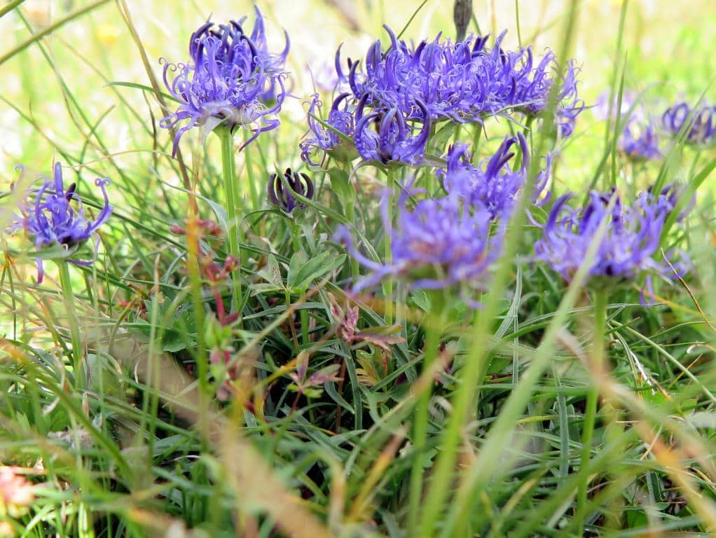 Imagen de Phyteuma hemisphaericum L. ?