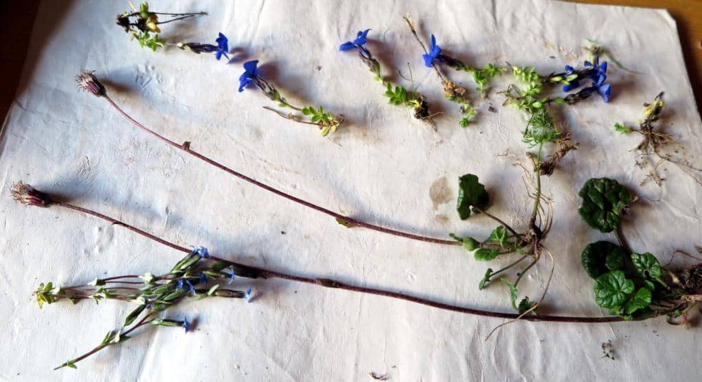 Imagen de Homogyne alpina Cass.