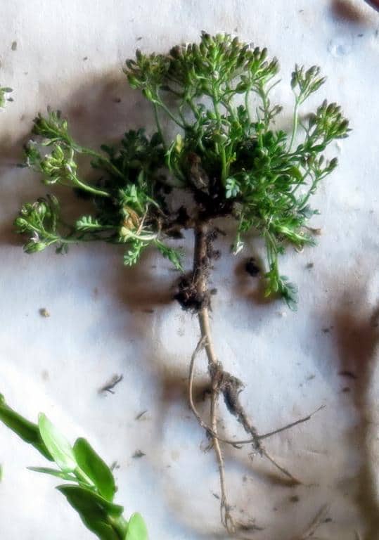 Imagen de Pritzelago alpina L.