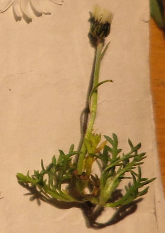 Imagen de Achillea moschata Wulfen