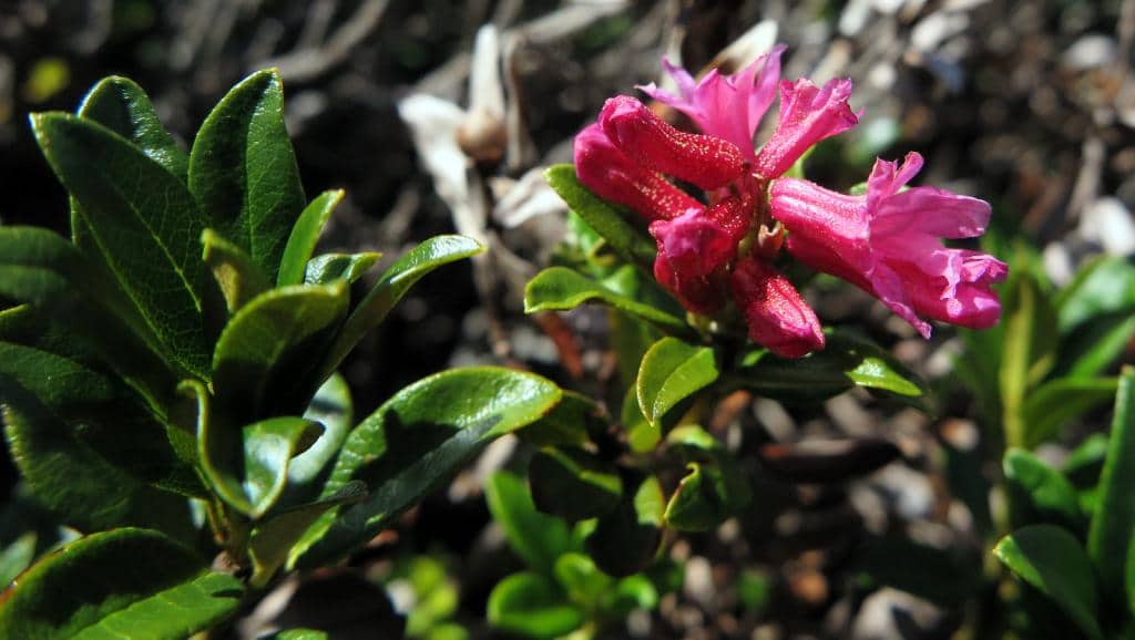 Imagen de Rhododendron ferrugineum L.