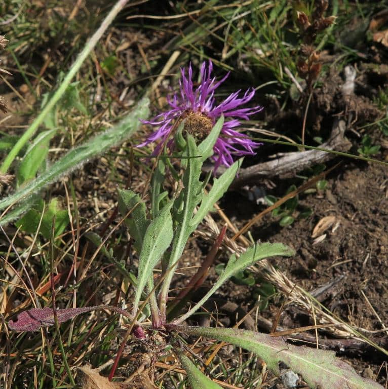 Imagen de Centaurea uniflora?