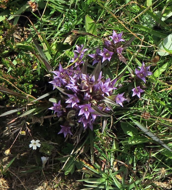 Imagen de Gentianella germanica (Willd.) Börner
