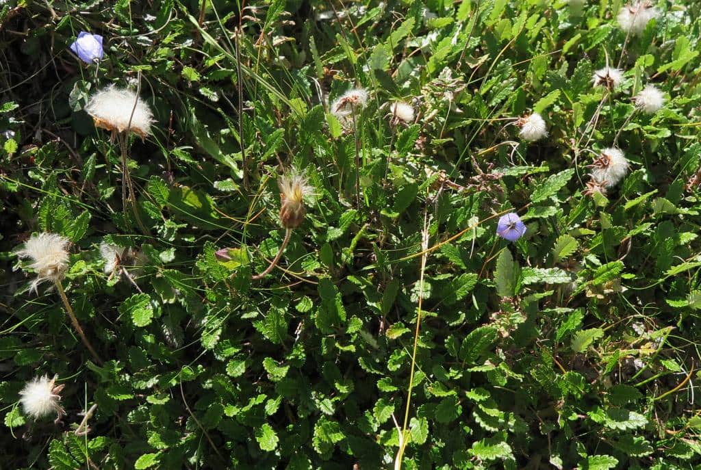 Imagen de Dryas octopetala L.