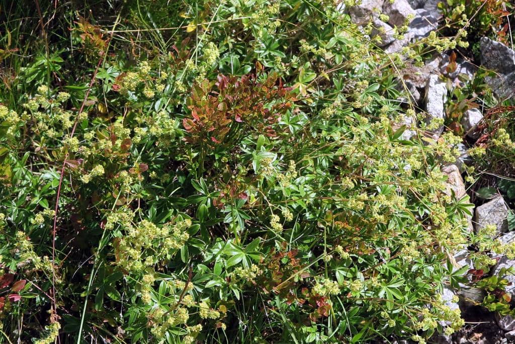 Imagen de Alchemilla saxatilis Buser grex