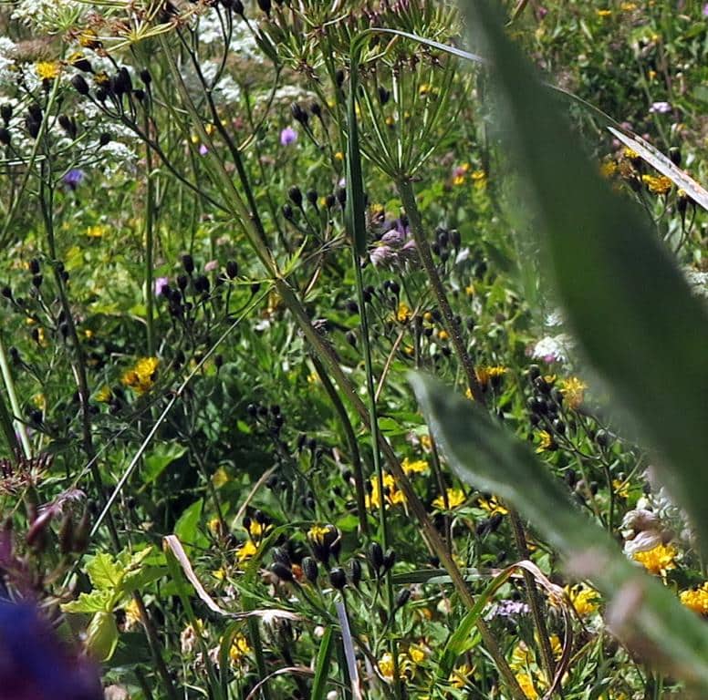 Imagen de Crepis pyrenaica (L.) Greuter