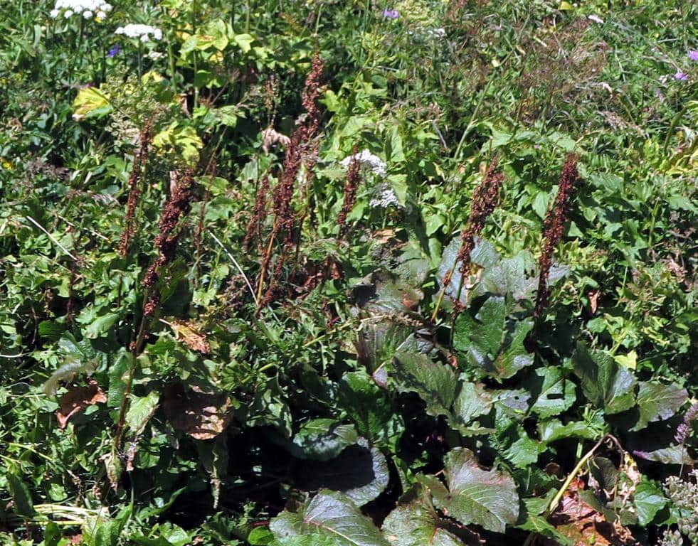 Imagen de Rumex alpinus Gand.