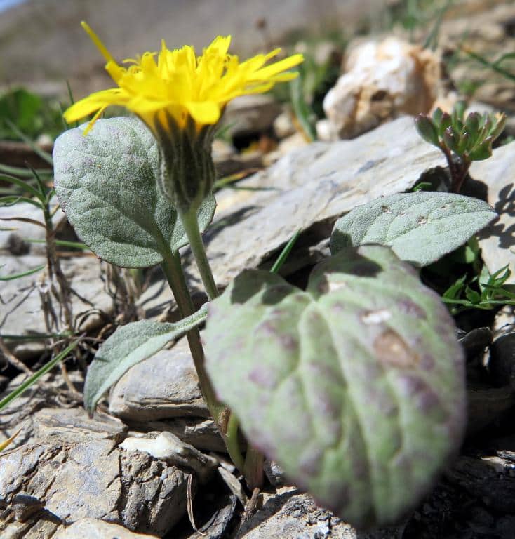 Imagen de Crepis pygmaea L.