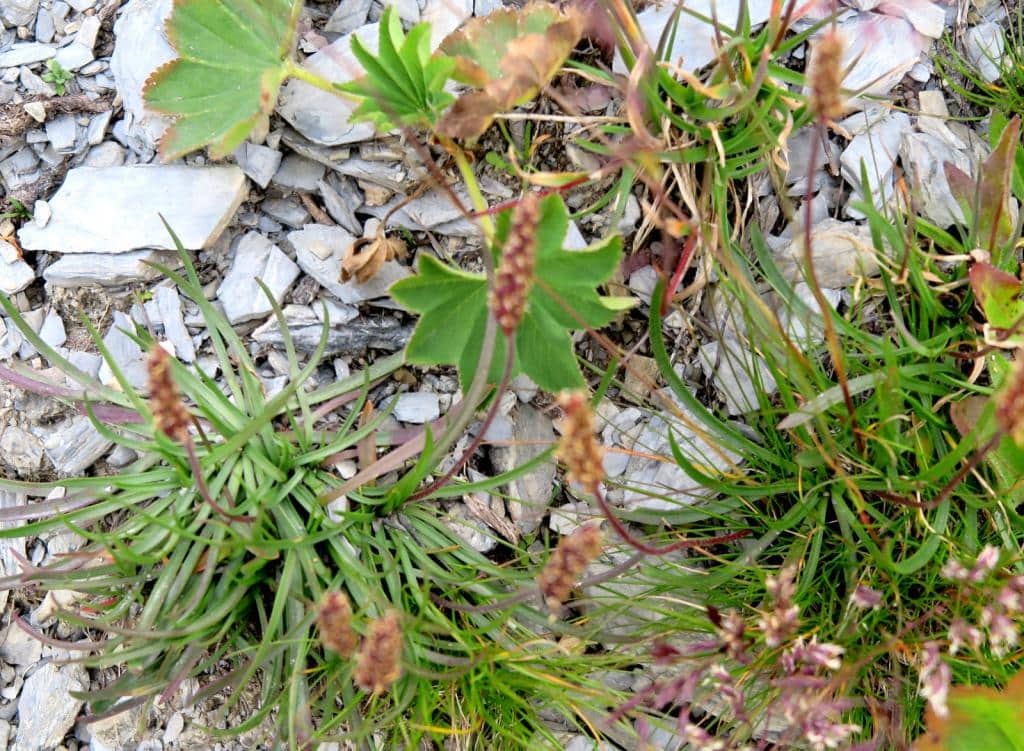 Imagen de Plantago holosteum Scop. )