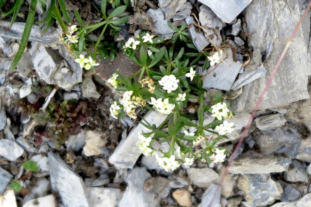 Imagen de Galium anisophyllon Vill. )