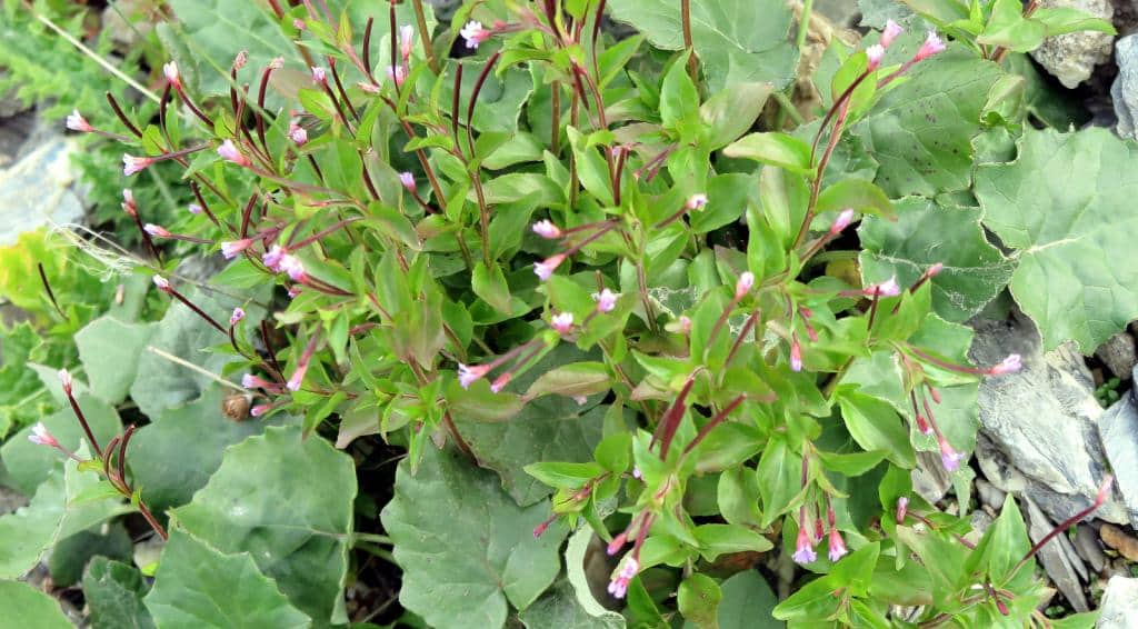 Imagen de Epilobium dodonaei Vill. subsp. fleischeri (Hochst) Schinz& Thell