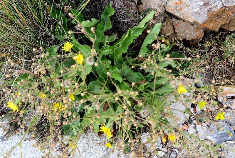 Imagen de Crepis albida