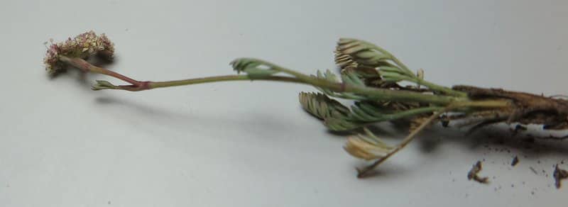 Imagen de Seseli montanum L. subsp. montanum