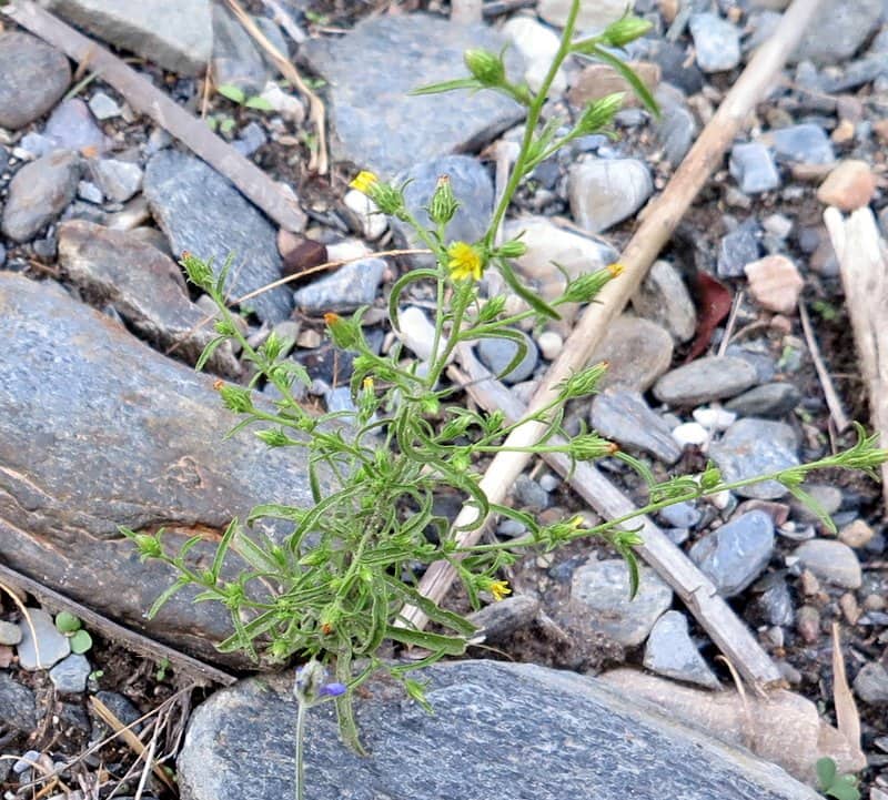 Imagen de Dittrichia graveolens (L.) Greuter