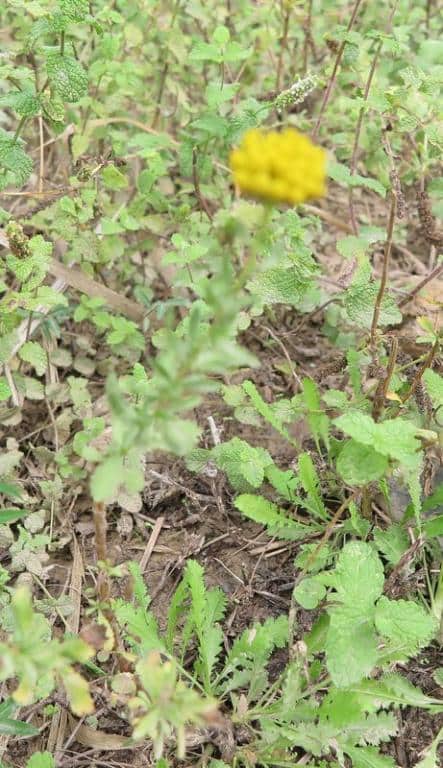 Imagen de Achillea ageratum L.