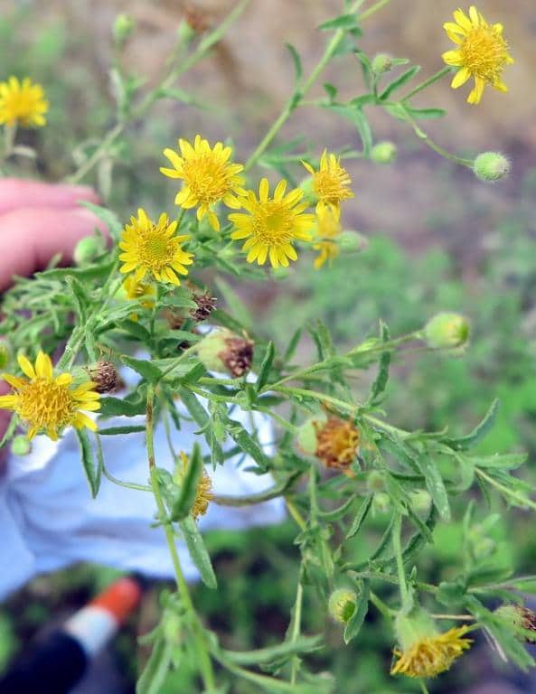 Imagen de Dittrichia viscosa (L.) Greuter