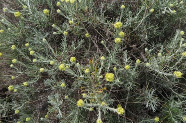 Imagen de Helichrysum stoechas (L.) Moench.