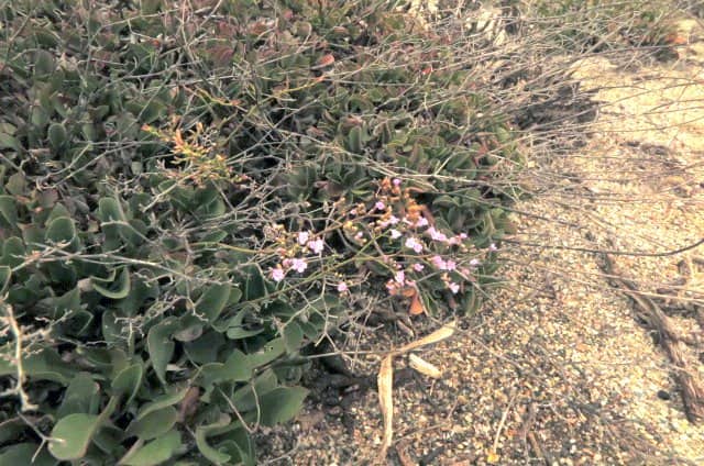 Imagen de Limonium angustibracteatum ?