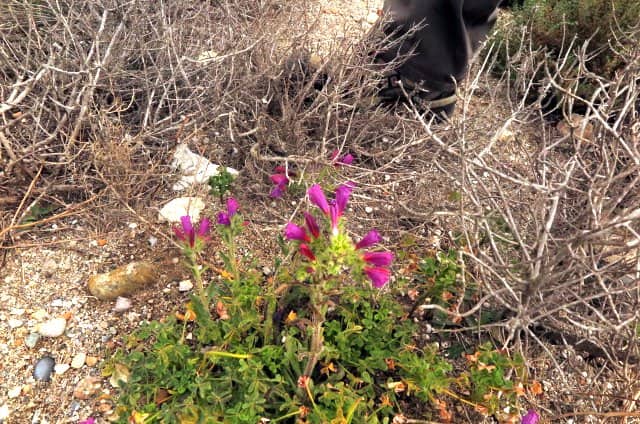 Imagen de Echium sabulicola Pomel