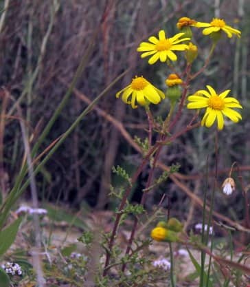 Imagen de Senecio glaucus L. subsp. glaucus