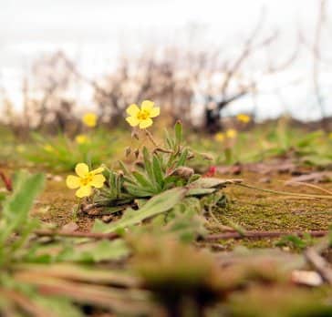 Imagen de Helianthemum salicifolium (L.) Guss.