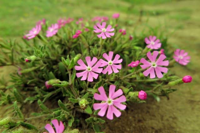 Imagen de Silene littorea Brot.