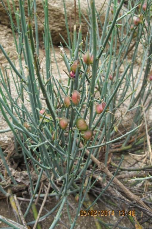 Imagen de Polygala balansae Cosson