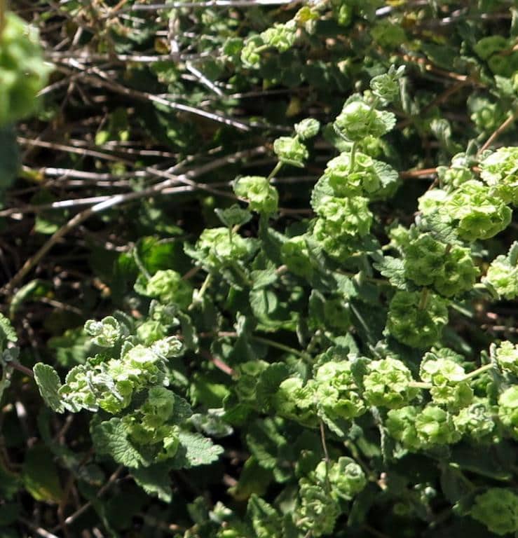 Imagen de Ballota nigra L.