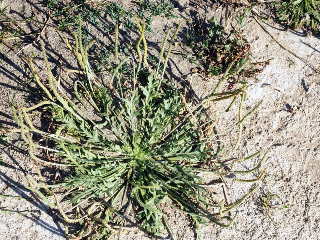 Imagen de Plantago coronopus L.
