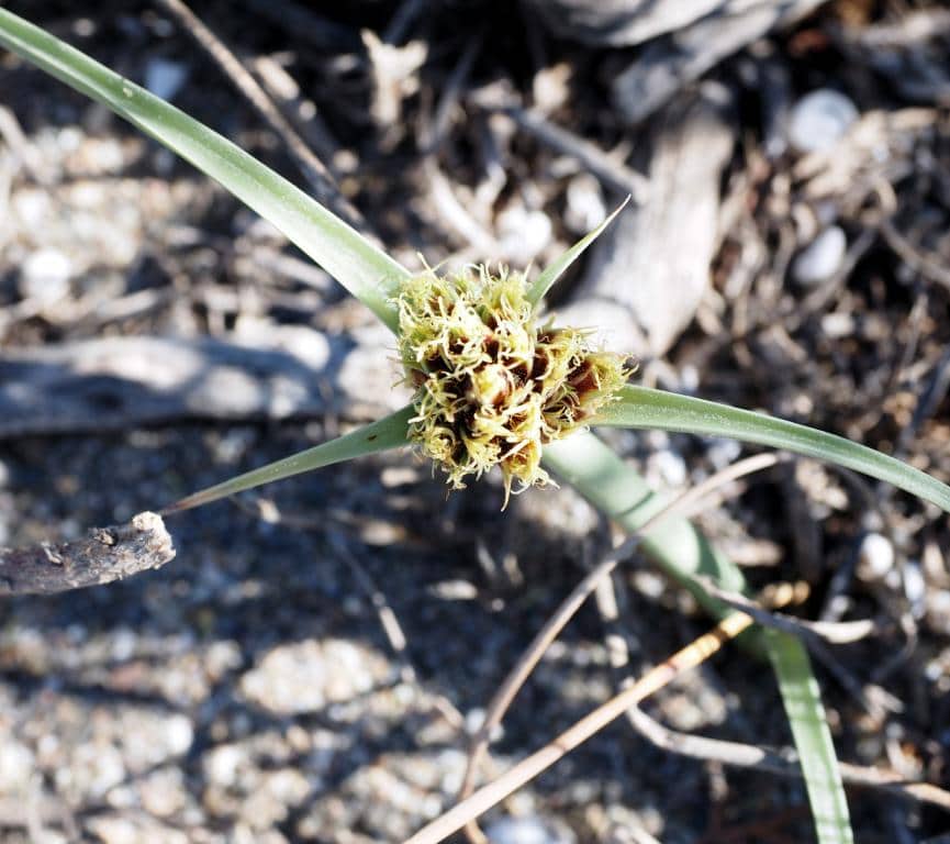 Imagen de Cyperus capitatus Vand.