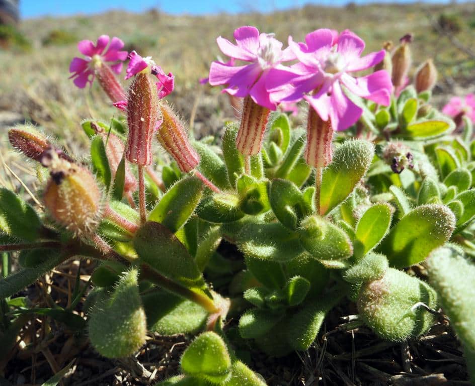 Imagen de Silene littorea Brot.