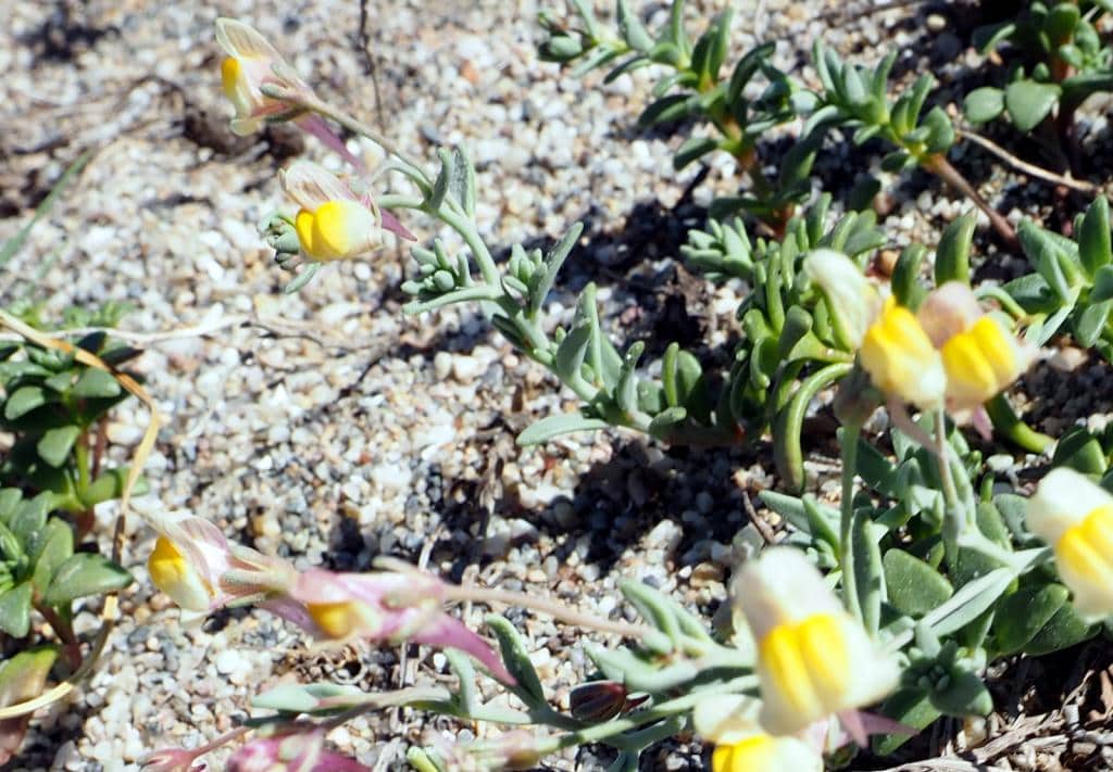 Imagen de Linaria pedunculata (L.) Chaz