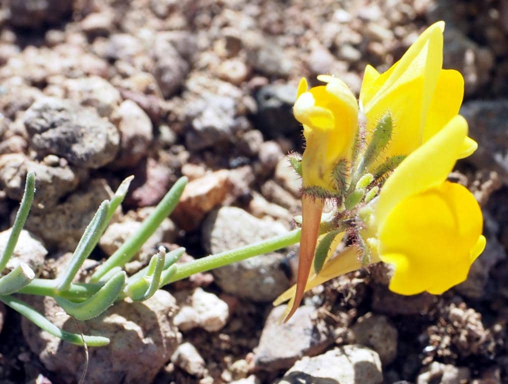 Imagen de Linaria oblongifolia Boiss. & Reuter