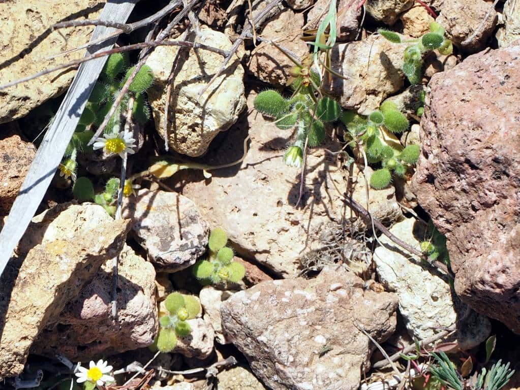 Imagen de Bellis microcephala Lange