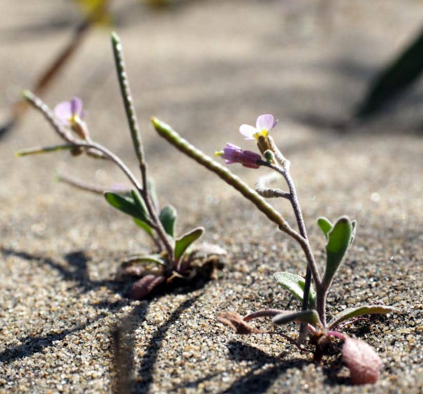 Imagen de Maresia nana (DC.) Batt. in Batt. & Trab.