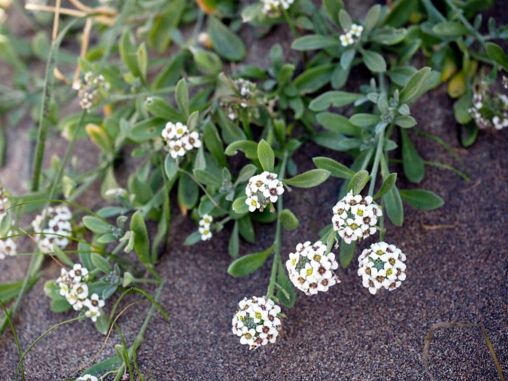 Imagen de Lobularia maritima (L.) Desv.